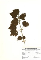 藏品(野棉花)的圖片